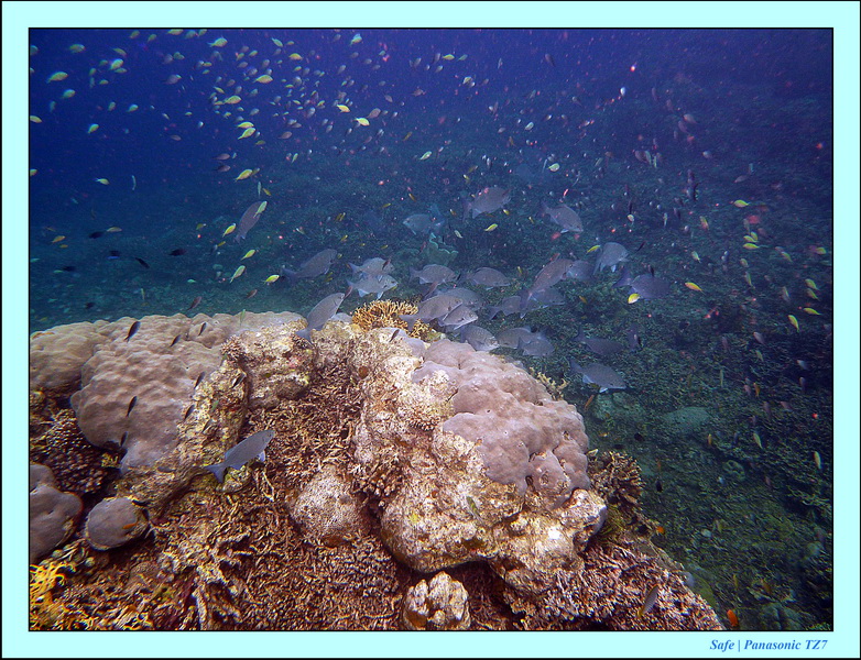 2012 - 07 - Dauin Sanctuary 04